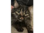 Adopt Remus a Gray, Blue or Silver Tabby Maine Coon / Mixed (long coat) cat in