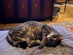 Adopt Dennis a Brown Tabby Domestic Shorthair / Mixed (short coat) cat in