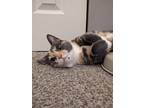 Adopt Willow a Calico or Dilute Calico Calico / Mixed (short coat) cat in