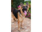 Adopt Roscoe a Black - with Tan, Yellow or Fawn German Shepherd Dog / Mixed dog