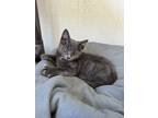 Adopt Slate a Gray, Blue or Silver Tabby Tabby (short coat) cat in Temecula
