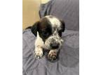 Adopt Bagel a Black Beagle / Mixed dog in Newport, KY (41449419)