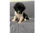 Adopt Ciabatta a Black Beagle / Mixed dog in Newport, KY (41449418)