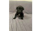 Adopt Toast a Black Beagle / Mixed dog in Newport, KY (41449416)