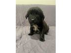 Adopt Pita a Black Beagle / Mixed dog in Newport, KY (41449415)