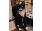 Adopt Cholula a Black & White or Tuxedo Domestic Shorthair (short coat) cat in