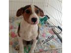 Adopt S Litter Sadie a Tricolor (Tan/Brown & Black & White) Hound (Unknown Type)