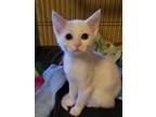 Adopt Powder Sugar a White (Mostly) Domestic Shorthair (short coat) cat in