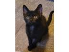 Adopt Iris a All Black Domestic Shorthair (short coat) cat in Logan