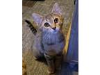 Adopt Tobasco a Brown Tabby Domestic Shorthair (short coat) cat in Logan