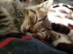 Sherman Domestic Shorthair Kitten Male