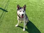 Adopt DARLA a Black Siberian Husky / Mixed dog in Tustin, CA (41449118)
