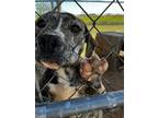Adopt Bo Jangles a Pit Bull Terrier