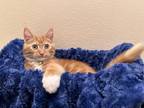 Adopt Jimmy neutron a Orange or Red Tabby / Mixed (short coat) cat in Redondo
