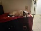 Adopt Mittens a Cream or Ivory Siamese / Mixed (medium coat) cat in Upland