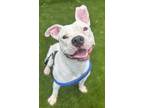 Adopt Pogo a White Mixed Breed (Large) / Mixed dog in Baltimore, MD (41337109)