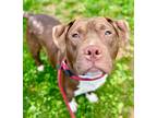 Adopt Mr. Smarty Pants a Brown/Chocolate Mixed Breed (Large) / Mixed dog in