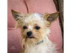 LOVEABLE LENNY Yorkie, Yorkshire Terrier Adult Male