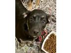 Adopt Torta a Black Catahoula Leopard Dog / Mixed dog in Houston, TX (41441198)