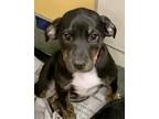 Adopt Gordita a Black American Pit Bull Terrier / Samoyed / Mixed (short coat)