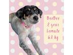 Adopt BeeBee a White Jack Russell Terrier / Australian Cattle Dog / Mixed (short