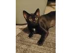 Adopt Winnie a Black (Mostly) Domestic Shorthair (short coat) cat in Logan