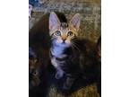 Adopt Daisy a Brown Tabby Domestic Shorthair (short coat) cat in Logan