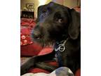 Adopt Cassia a Black Flat-Coated Retriever / Mixed dog in Newport, KY (41021560)
