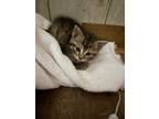 Adopt Katy a Spotted Tabby/Leopard Spotted Tabby / Mixed (short coat) cat in