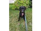 Adopt Ace - The Card Kids a Labrador Retriever / Mixed Breed (Large) / Mixed dog