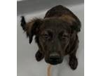 Adopt Squirrel a Spaniel (Unknown Type) / Mixed Breed (Medium) / Mixed dog in