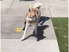 Adopt GG a White - with Tan, Yellow or Fawn Siberian Husky / Mixed dog in