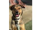 Adopt Tweety a Brown/Chocolate Shepherd (Unknown Type) / Mixed dog in Fresno