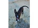 Adopt Johnnie Walker a Black Shepherd (Unknown Type) / Mixed Breed (Medium) /