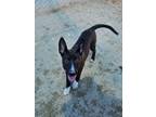 Adopt Johnnie Walker a Black Shepherd (Unknown Type) / Mixed dog in Fresno