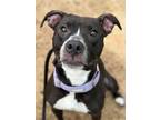 Adopt Princess Passionfruit a Black Mixed Breed (Medium) / Mixed dog in