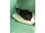 Adopt Shadow a Gray or Blue Domestic Shorthair / Mixed (short coat) cat in New