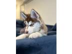 Adopt Azula a Brown/Chocolate - with White Husky / Mixed dog in Olympia