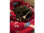 Adopt Snow Globe Pup 2 Boy a Black - with White Cattle Dog / Mixed dog in