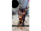 Adopt Loki a Brown/Chocolate Australian Kelpie / Mixed dog in Tucson