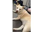 Adopt Captain a Tan/Yellow/Fawn Husky / Chow Chow / Mixed dog in Des Moines