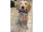 Adopt Millie a Red/Golden/Orange/Chestnut Labradoodle / Mixed dog in Oak Hill