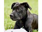 Adopt Sally a Black Blue Heeler / Shepherd (Unknown Type) / Mixed dog in