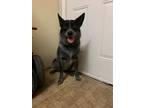 Adopt Beau a Gray/Blue/Silver/Salt & Pepper Texas Heeler / Mixed dog in Corpus