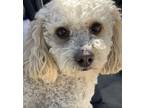 Adopt TEDDY a White Poodle (Miniature) / Mixed dog in Santa Ana, CA (41449241)