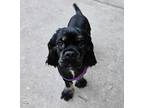 Adopt Twinkle a Black - with Tan, Yellow or Fawn Cocker Spaniel / Mixed dog in