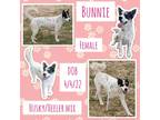 Adopt Bunnie a Tricolor (Tan/Brown & Black & White) Australian Cattle Dog /