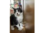 Adopt Tostinos a White (Mostly) Domestic Shorthair cat in New York