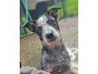 Adopt Dale a Gray/Silver/Salt & Pepper - with White Australian Cattle Dog /