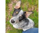 Adopt Tucker - MA a Gray/Silver/Salt & Pepper - with White Australian Cattle Dog